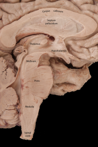 Brainstem_07-02_small