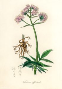 valerian plant botanical monograph 